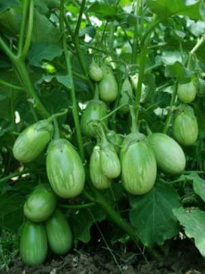 Earth Angels BRINJAL Seeds Seed(50 per packet)