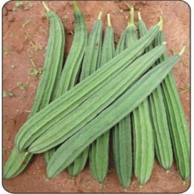 Corofitam Ridge gourd seeds Seed(25 per packet)