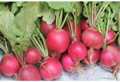 Kofy Beetroot Seed(20 per packet)