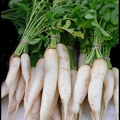 VibeX ™ AFC-286 Radish Seeds Long White Seed(175 per packet)