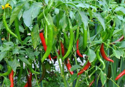 Spicy Chilli seeds, Hari mirch Seed(50 per packet)