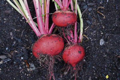 Kofy Beetroot Seed(65 per packet)