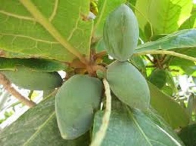 Starlink Almond Plant(Hybrid, Pack of 1)