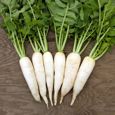 The Entacloo RADDISH Seed(50 per packet)