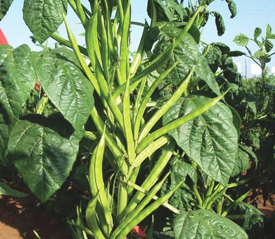 XOLDA Custard Beans Seed(26 per packet)