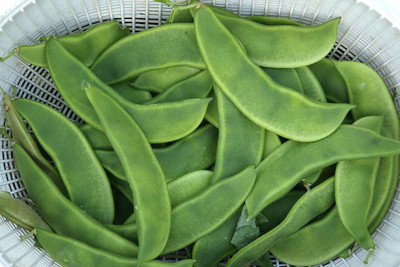 BDSresolve simphali seeds Seed(11 per packet)