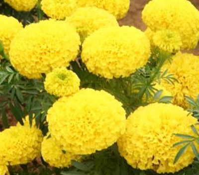 Qualtivate Yellow Ball Marigold Seed(50 per packet)