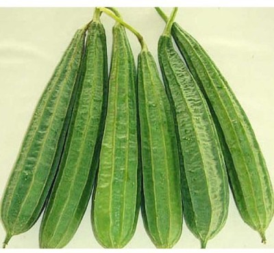 XOLDA Organic Ridgegourd (Turai) Seed(37 per packet)