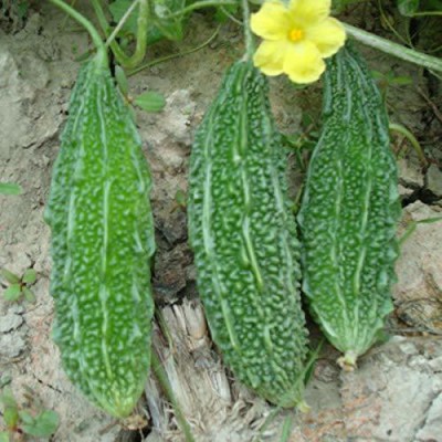 VibeX Bitter Gourd Seed(500 per packet)