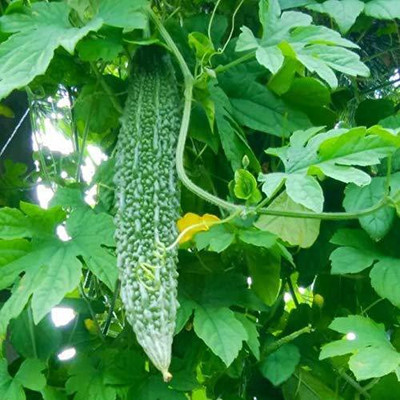 XOLDA Bitter Gourd Seed(54 per packet)