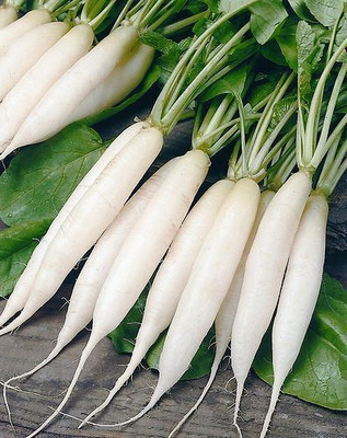 FLARE SEEDS White Radish Seed(50 per packet)