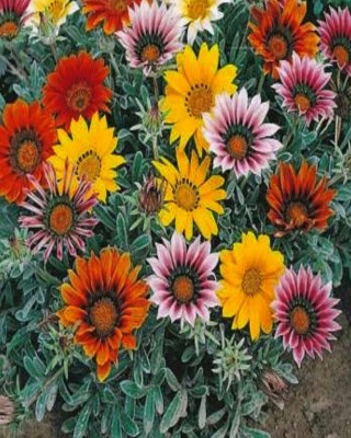 VibeX GAZANIA FLOWER Seed(50 per packet)