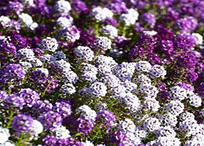 VibeX ALYSSUM Seed(25 per packet)