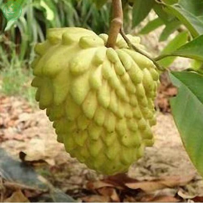 M-Tech Gardens Custard Apple Seed(20 per packet)