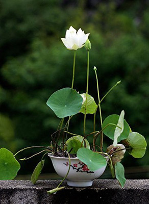 M-Tech Gardens White Lotus Seed(10 per packet)