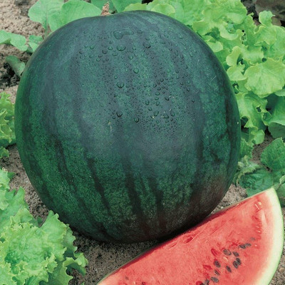 M-Tech Gardens Watermelon Seed(10 per packet)