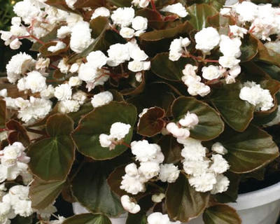 VibeX BEGONIA, FLOWER SEEDS Seed(50 per packet)