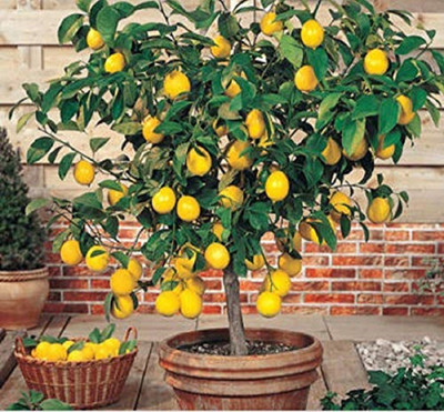 Entacloo Lemon Plant(Hybrid, Pack of 1)