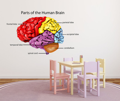 Wollzo 80 cm Parts of human brain Removable Sticker(Pack of 1)