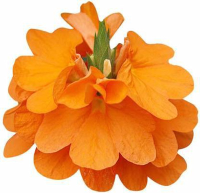 MAA Marigold Double White Seed(25 per packet)