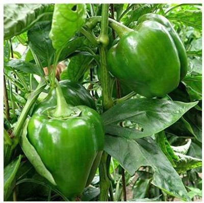 sporos Capsicum Seed(25 per packet)