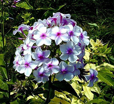 CYBEXIS Petunia Multiflora F2 Colorama Mix Flower Seeds Seed(50 per packet)