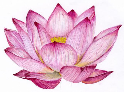 FRESHO lotus beautiful flower hybrid seeds 1-packet Seed(70 per packet)