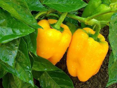 Greenery YELLOW CAPSICUM Seed(20 per packet)