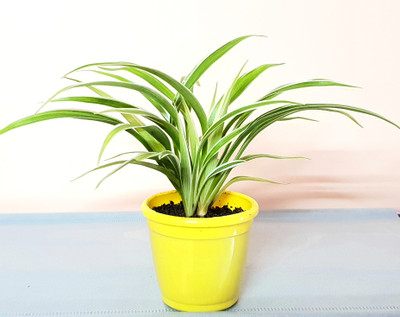 Vijay Sales Spider Plant(Hybrid, Pack of 1)