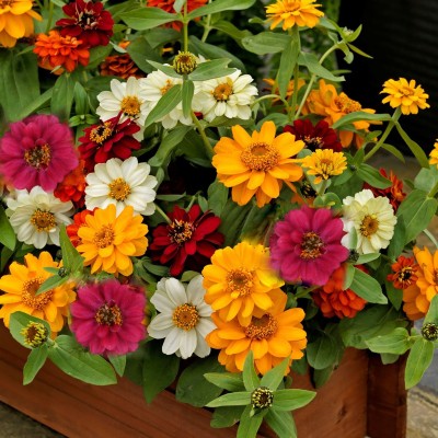 Gromax India F1 Hybrid Zinnia Double Mix Flower Seeds With Free Try Me Seeds Pack Of 1 Seed(40 per packet)