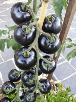 KANAYA Black Cherry Tomato Seed(140 per packet)