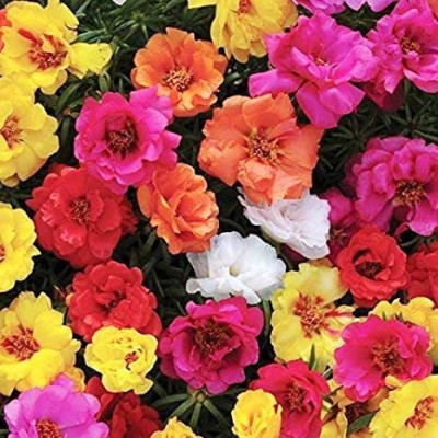 FLORICULTURE GREENS Seeds Plants Garden Portulaca / 9 o'clock Flower Mix Colours Flower Seeds pack for Gardening Planting Seed(50 per packet)