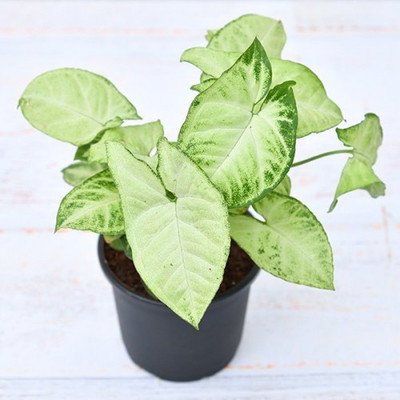 KUMUBON Syngonium Plant(Pack of 1)