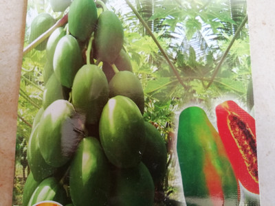 Inndiana Papaya seeds Seed(10 per packet)