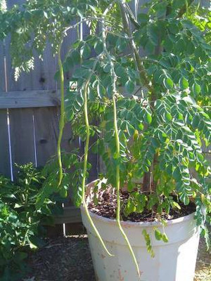 Cheerry Drumstick seeds Seed(25 per packet)