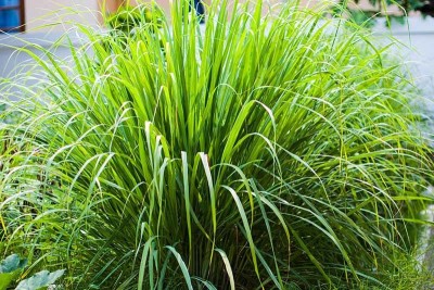 Greenwill Lemon Grass/ Cymbopogon Citratus Herb Seed(50 per packet)