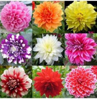 Flora Valley Dahlia Flower seeds pink mix Seed(40 per packet)