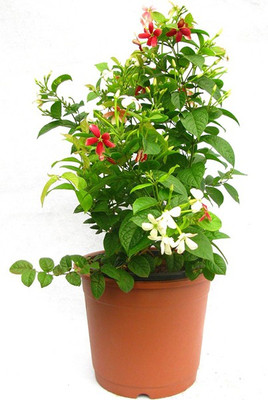 Aquinnah Graden Hibiscus Plant(Hybrid, Pack of 1)