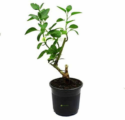 Aquinnah Ashwagandha/Indian Ginseng(Hybrid, Pack of 1)