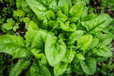 PLANTZON Spinach Seed(15 per packet)