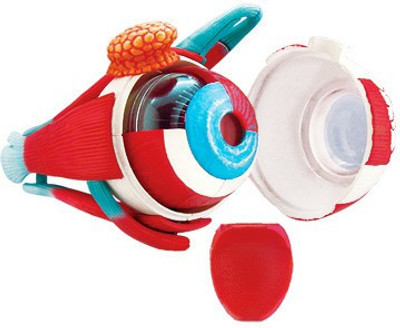 40% OFF on 4D Master Human Eye Ball Anatomy Model(Multicolor) 40% OFF on 4D Master Human Eye Ball Anatomy Model(Multicolor)