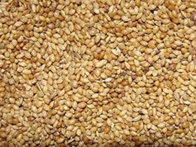 Hanu KANGNI Seed(1 per packet)