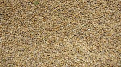 Hanu KANGNI Seed(1 per packet)