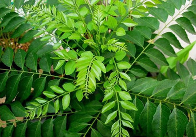 Entacloo Neem Plant(Hybrid, Pack of 1)