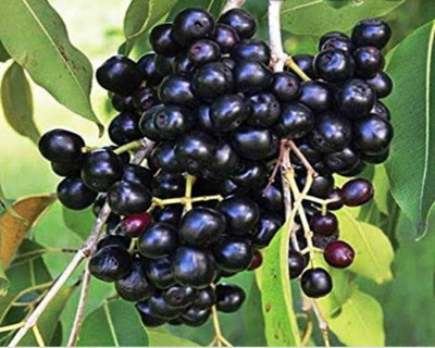 VibeX JAMUN Seed(25 per packet)