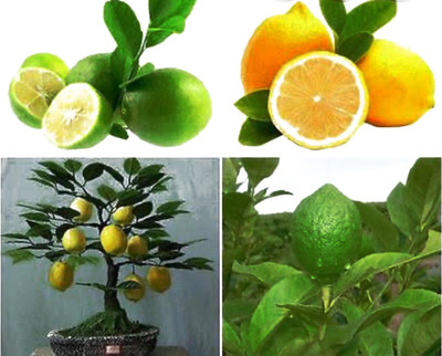 VibeX LEMON Seed(25 per packet)