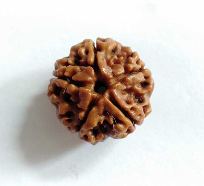 Rudra LAB CERTIFIED 5 MUKHI RUDRAKSHA Wood