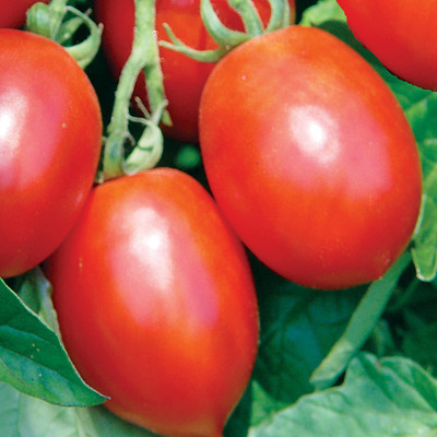 Kofy Tomato Seed(50 per packet)