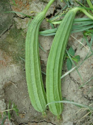 Kofy Ridge Gourd Seed(25 per packet)