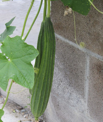 Kofy Ridge Gourd Seed(25 per packet)